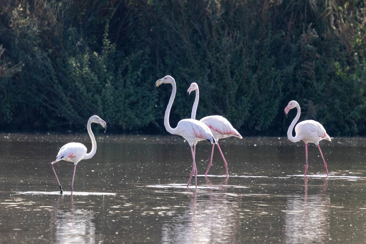 Greater Flamingo - ML646338107