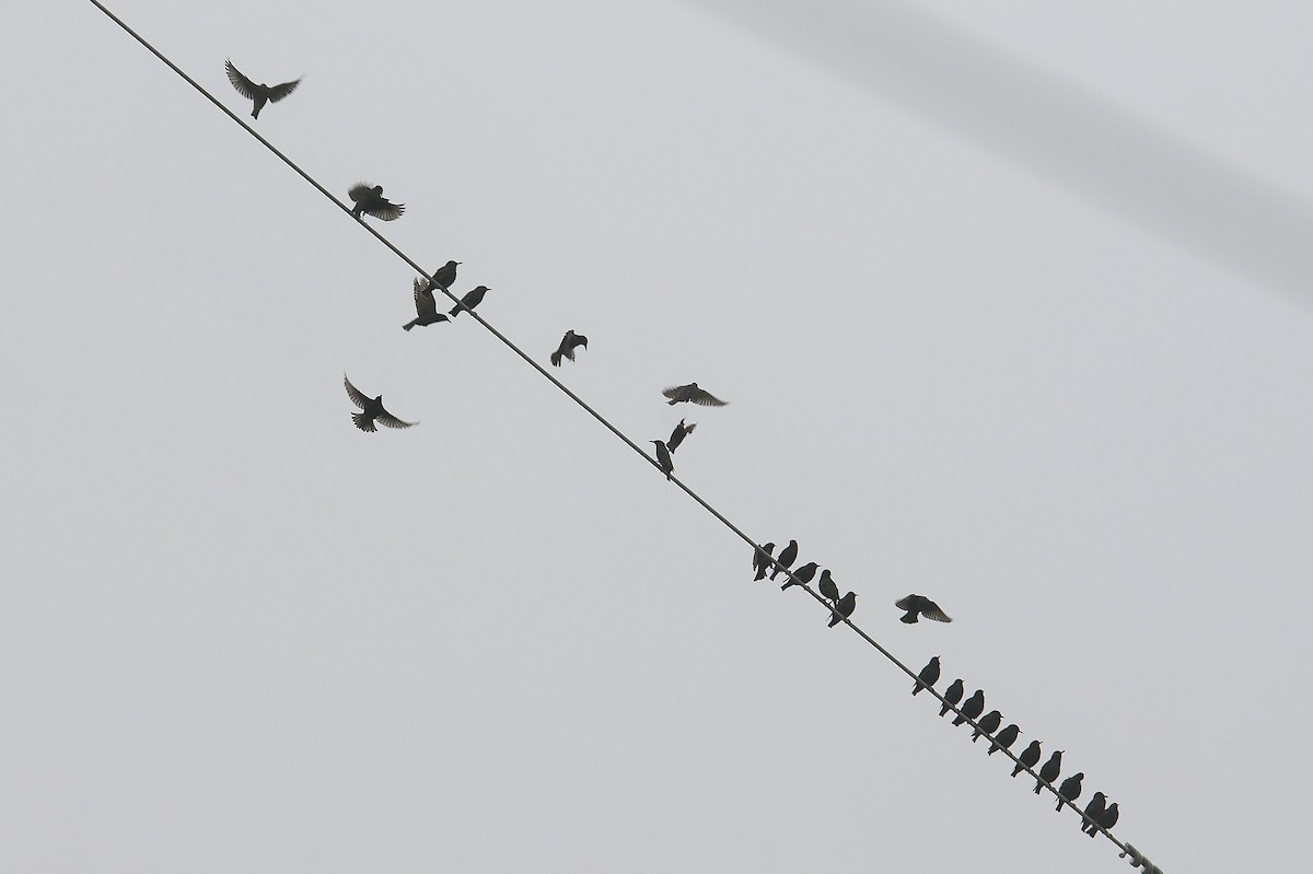 European Starling - ML646338108