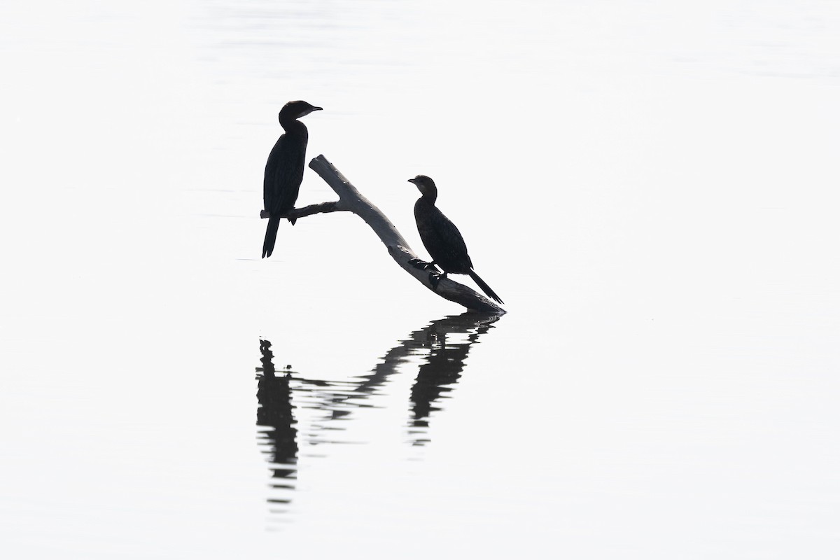 Ubarroi txikia - ML646338109