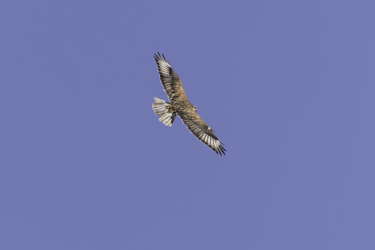 Ferruginous Hawk - ML646338111