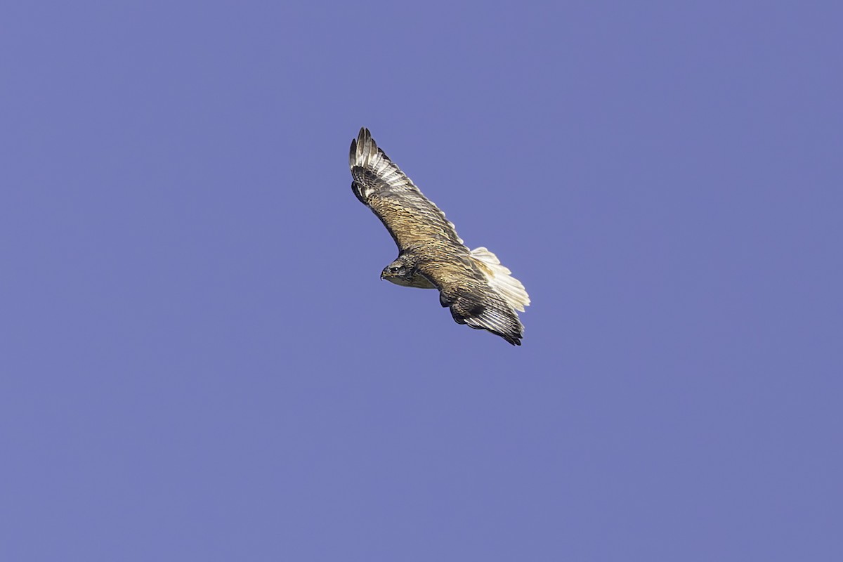 Ferruginous Hawk - ML646338112