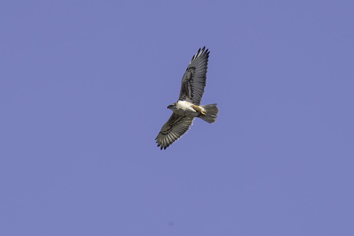 Ferruginous Hawk - ML646338113