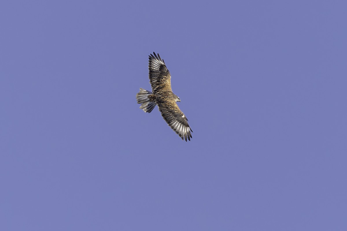 Ferruginous Hawk - ML646338114