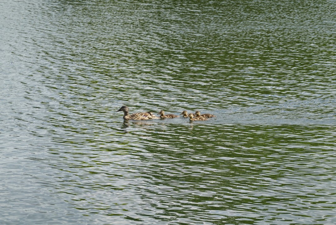 Mallard - ML646338115