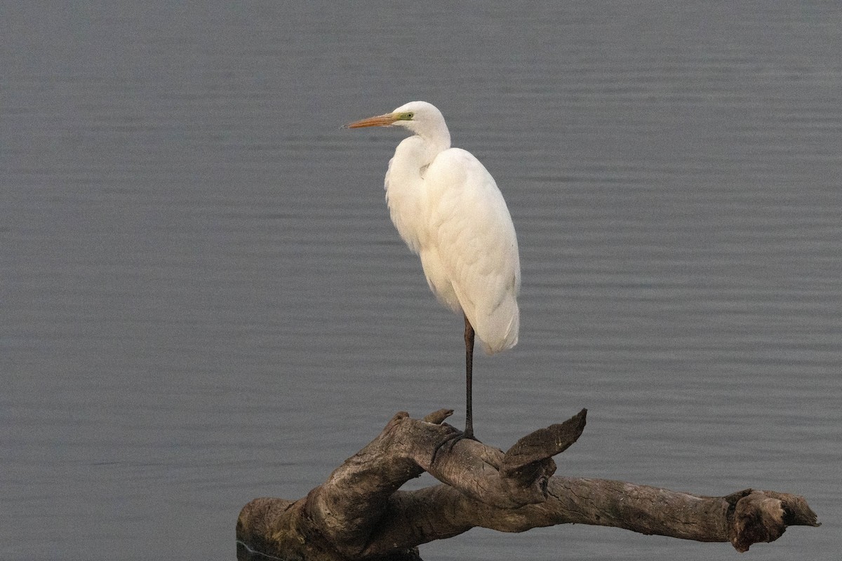 Great Egret - ML646338116