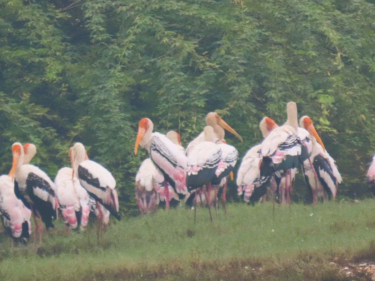 Painted Stork - ML646338117