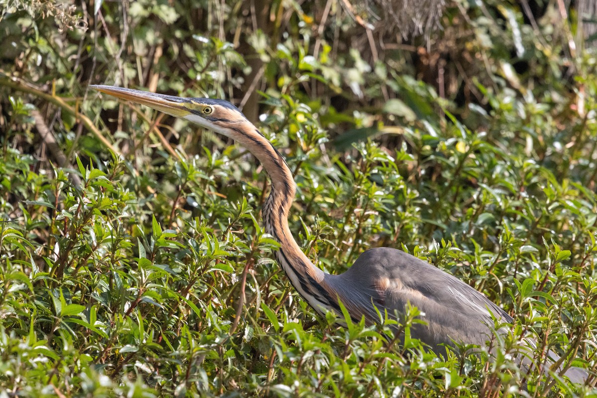 Purple Heron - ML646338120