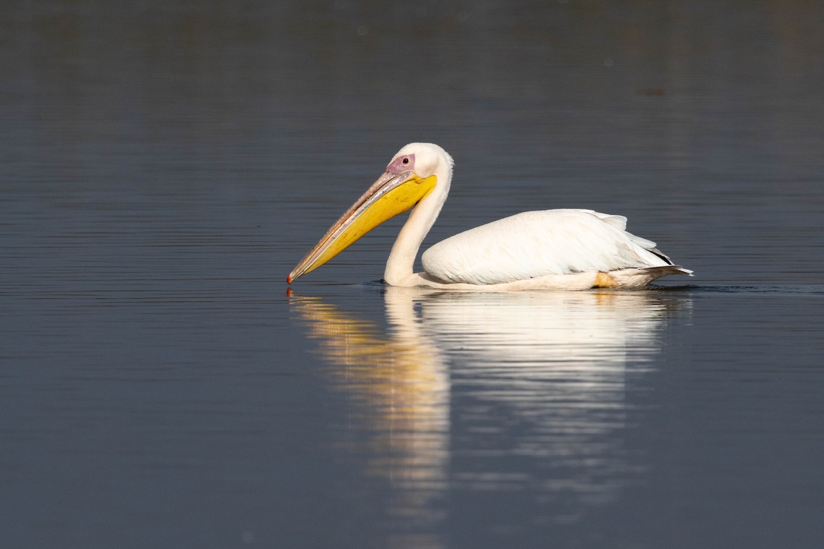 Great White Pelican - ML646338123
