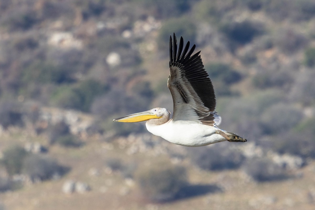 Great White Pelican - ML646338124