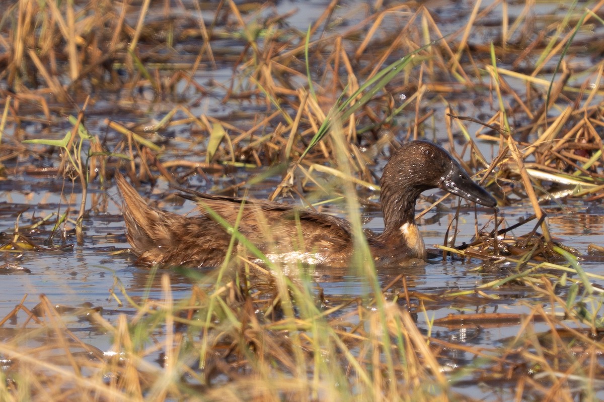 Mallard (Domestic type) - ML646338125
