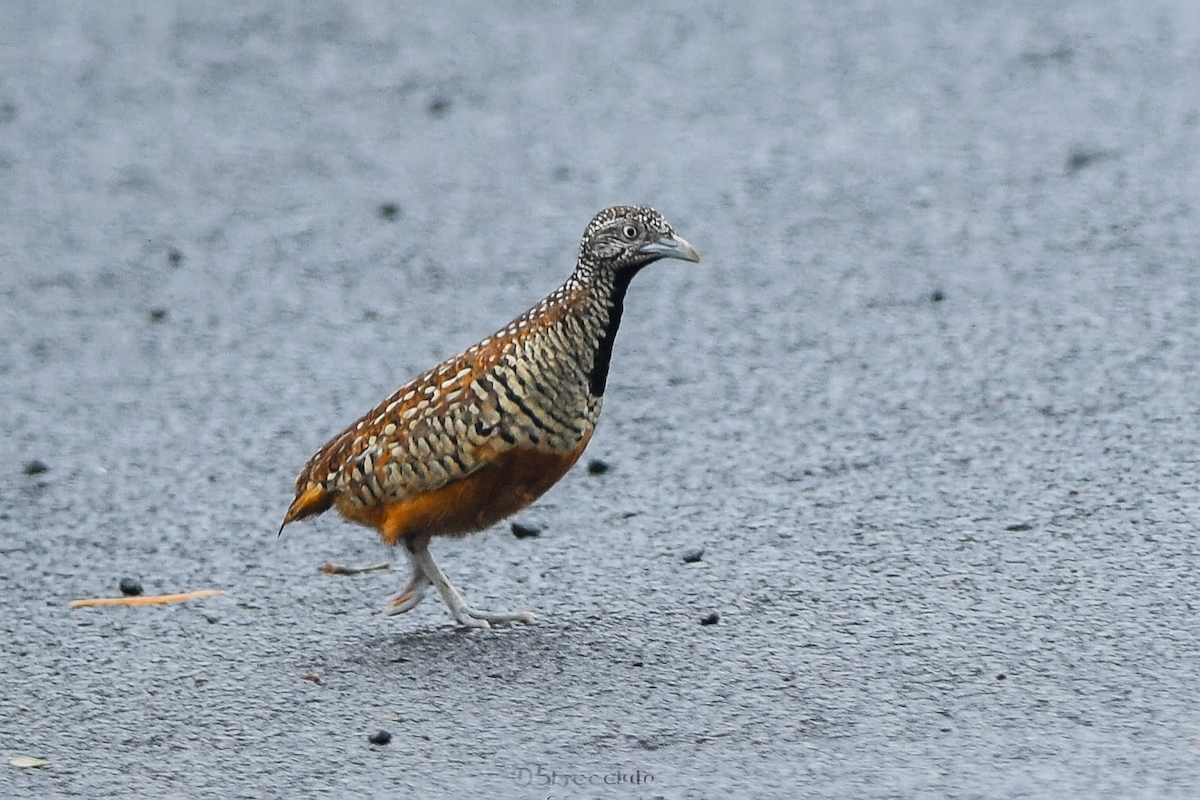 Barred Buttonquail - ML646338126