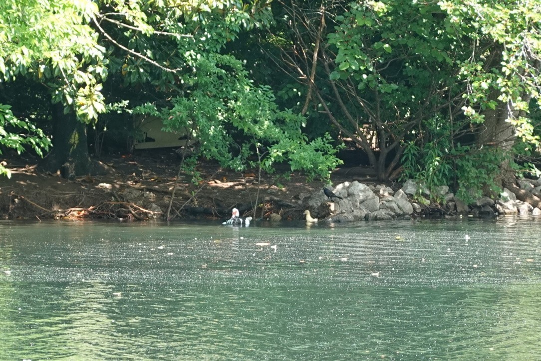 Ahate musketaduna (etxekoa) - ML646338128