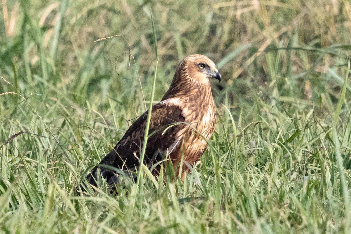 Western Marsh Harrier - ML646338130