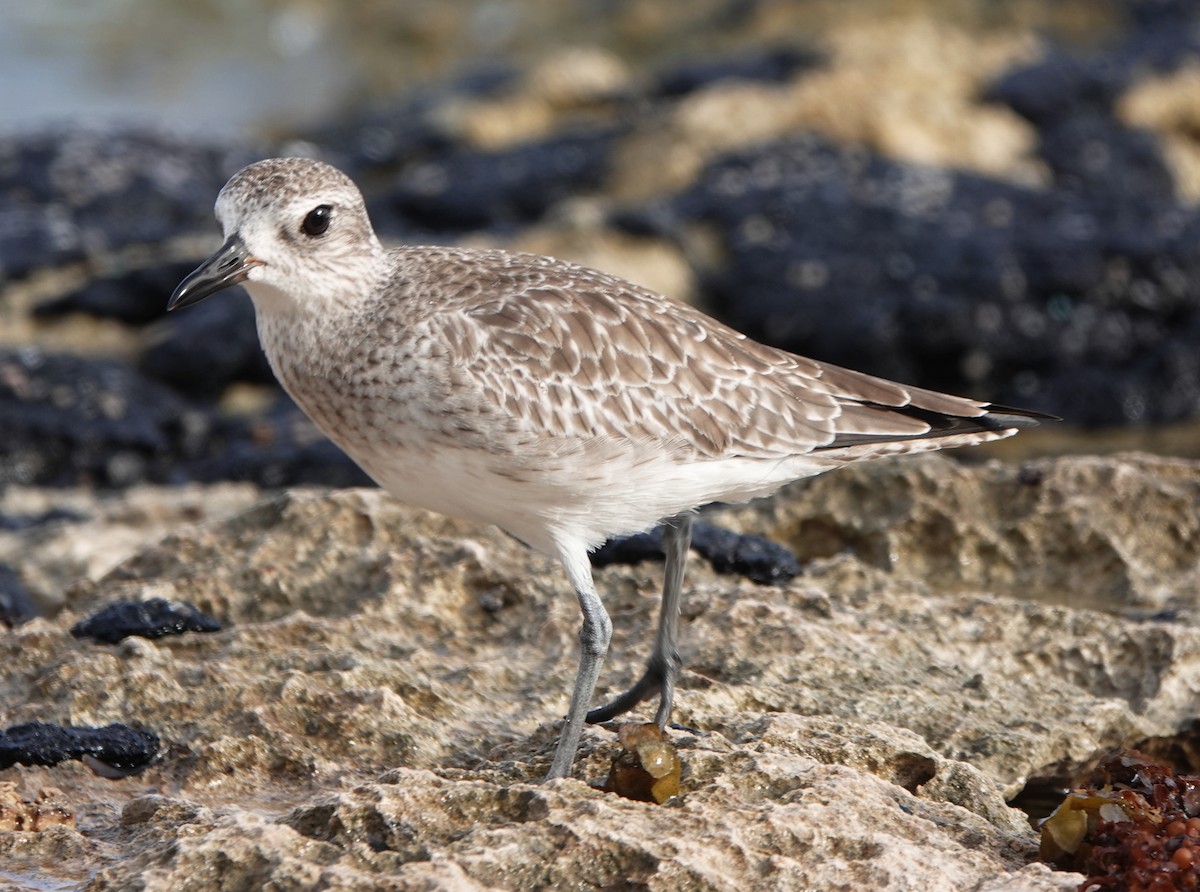 Black-bellied Plover - ML646338133