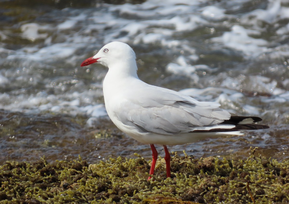 Silver Gull - ML646338138