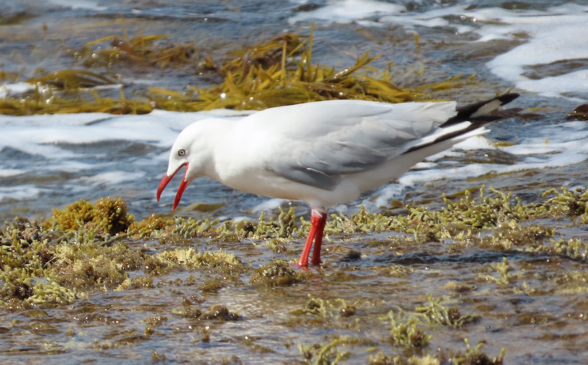 Silver Gull - ML646338139