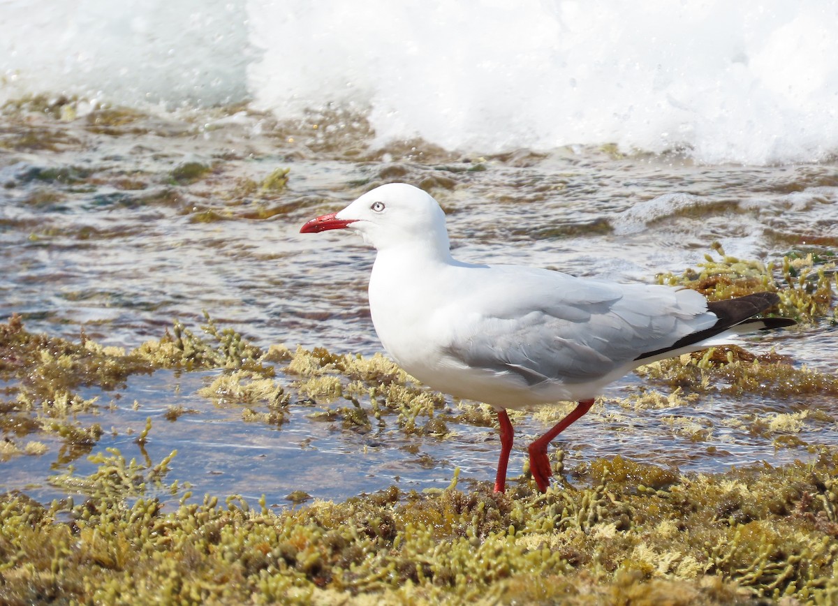 Silver Gull - ML646338140