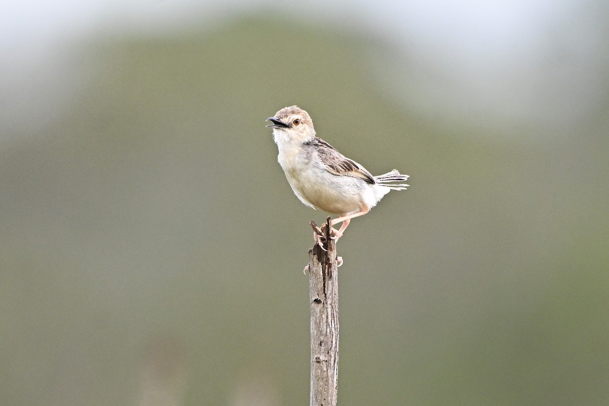 Coastal Cisticola - ML646338141