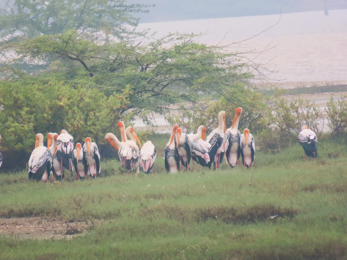 Painted Stork - ML646338153