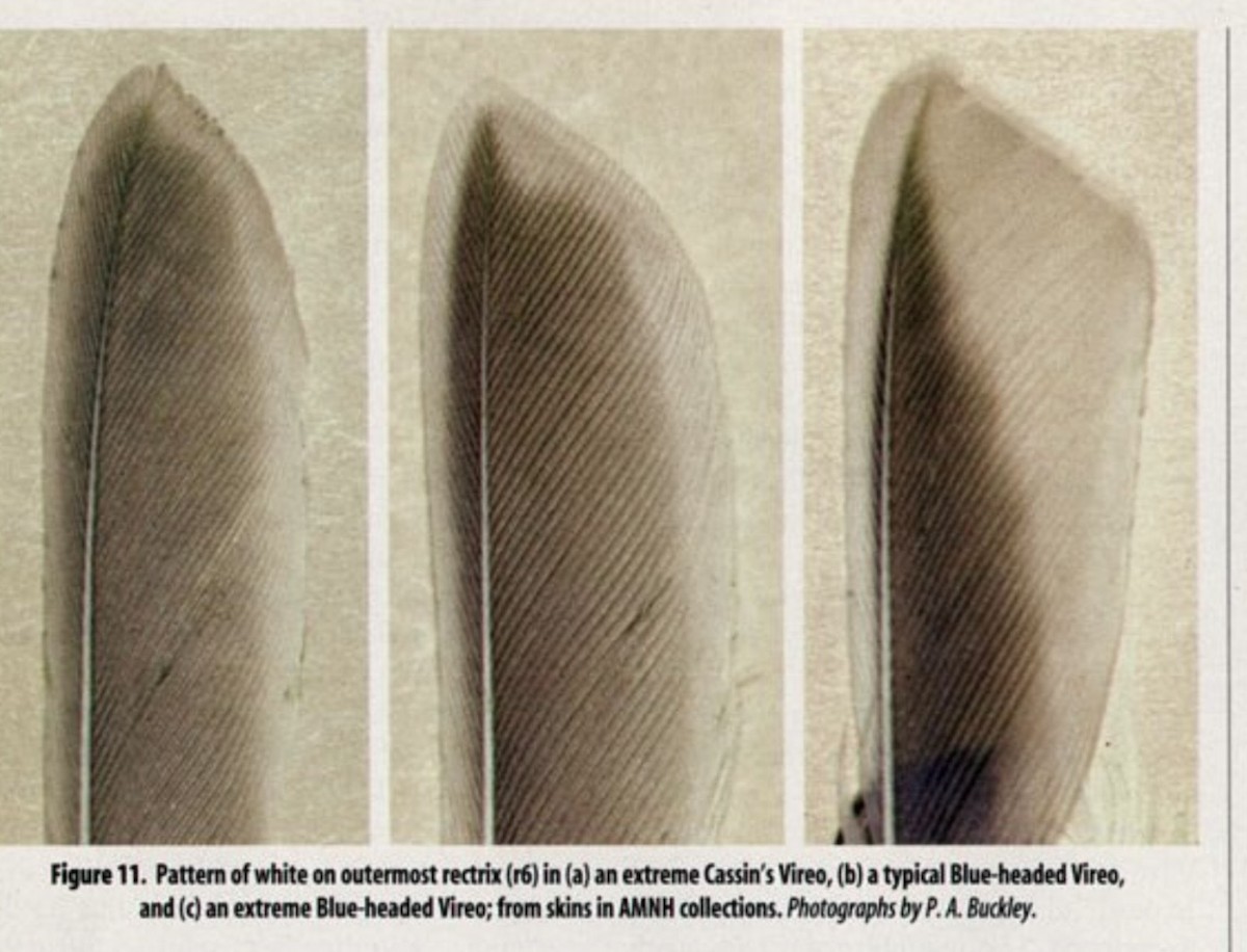 フタスジモズモドキ - ML646338154