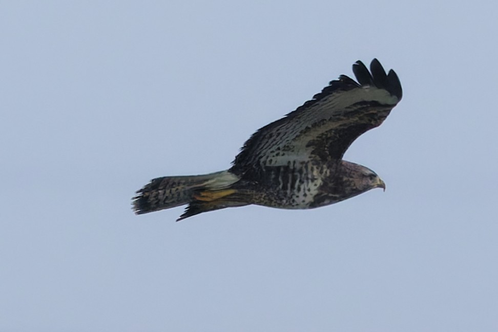 Buse variable - ML646338155