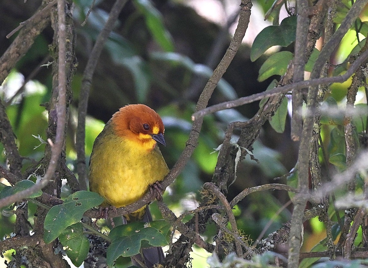 Fulvous-headed Brushfinch - ML646338159