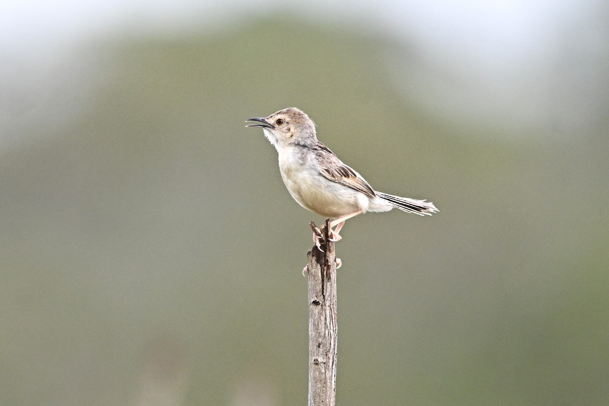Coastal Cisticola - ML646338160
