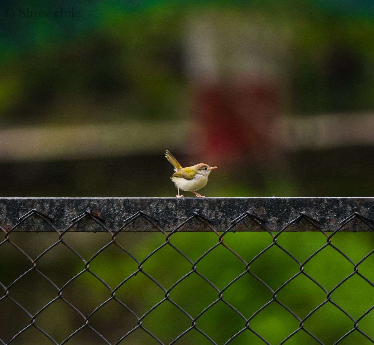 長尾縫葉鶯 - ML646338164