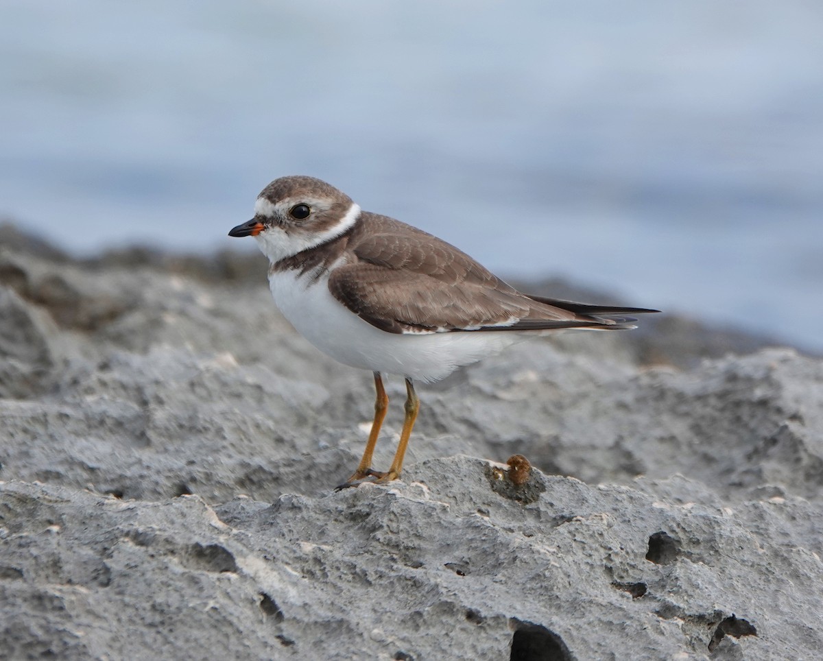 Semipalmated Plover - ML646338165