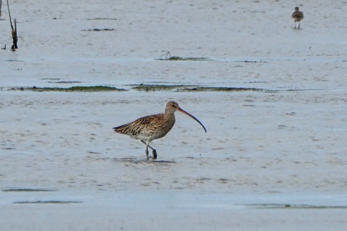 大杓鷸 - ML646338166