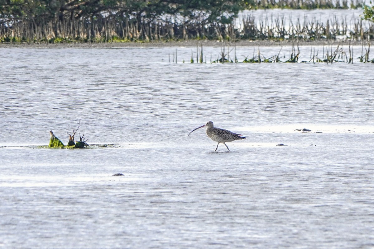 大杓鷸 - ML646338167