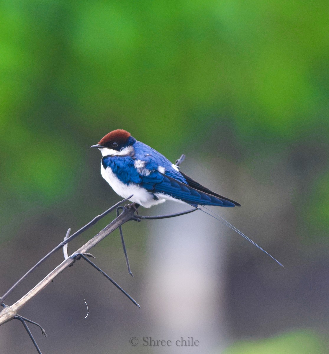 Wire-tailed Swallow - ML646338168