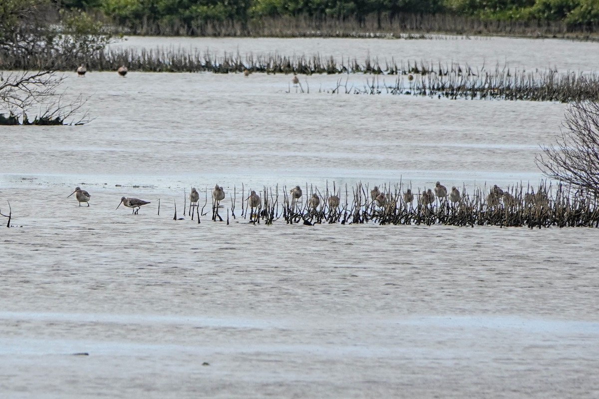 斑尾鷸 - ML646338170