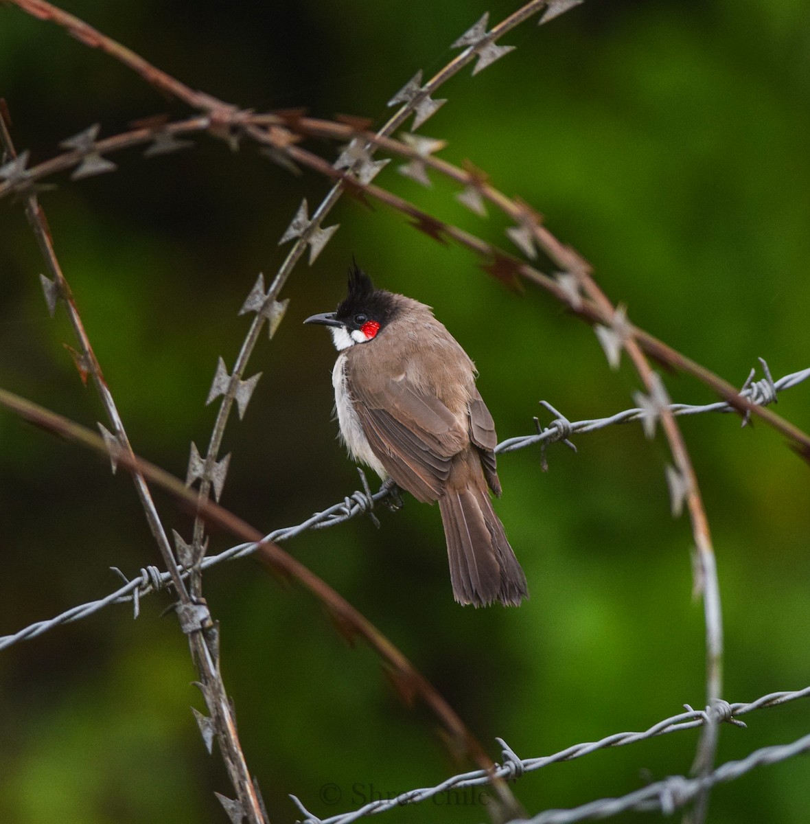 紅耳鵯 - ML646338171