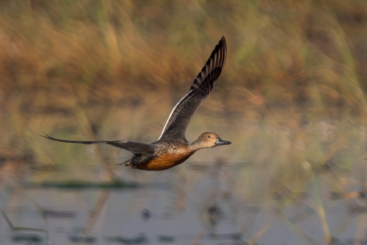 Northern Pintail - ML646338172