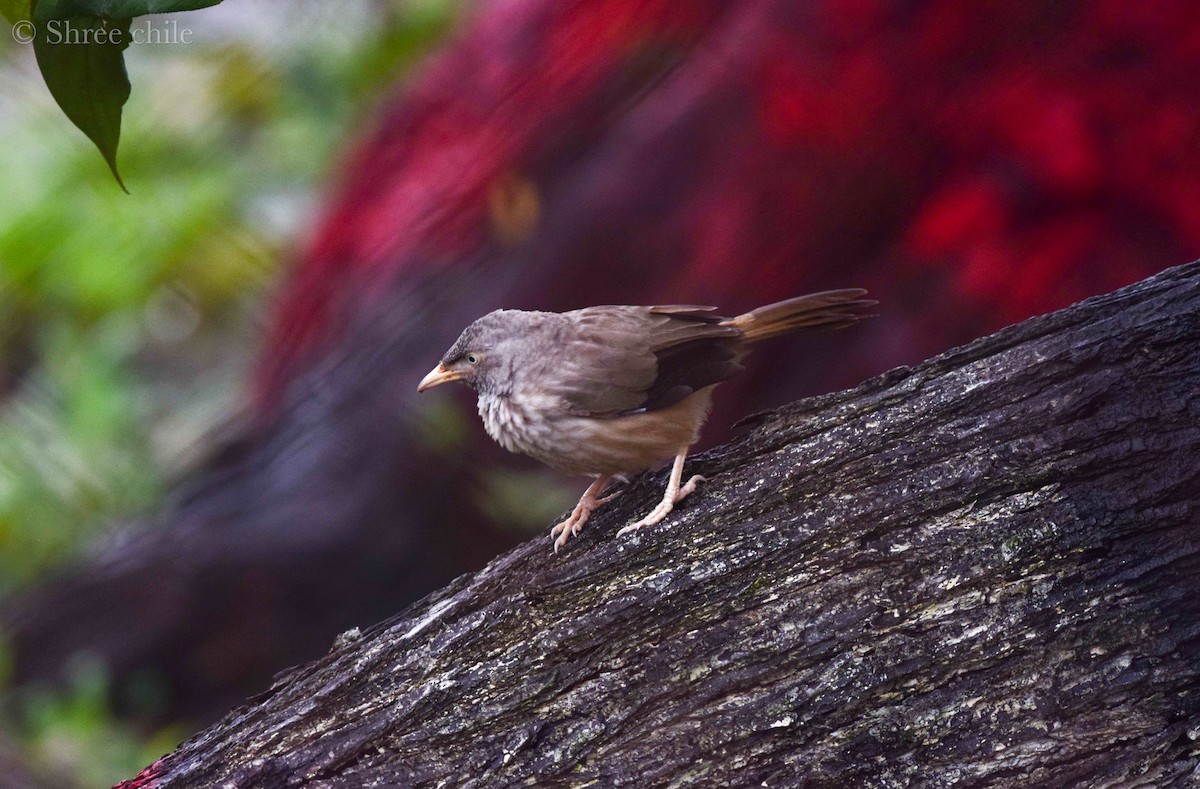 Jungle Babbler - ML646338173