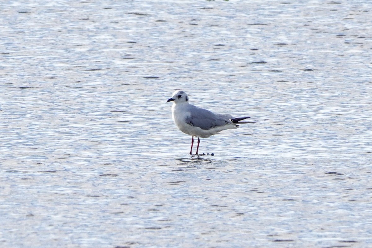 黑嘴鷗 - ML646338174