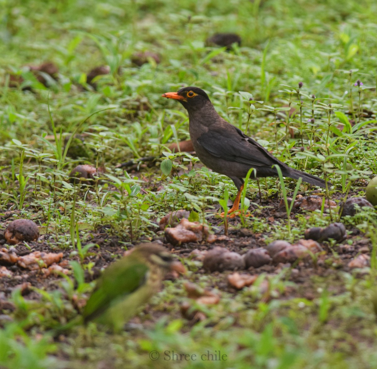 Indian Blackbird - ML646338178
