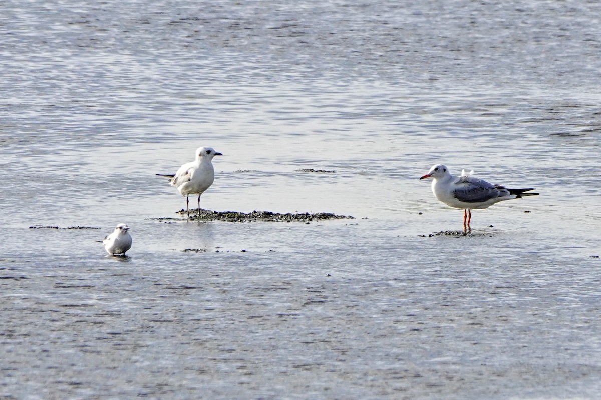 黑嘴鷗 - ML646338179