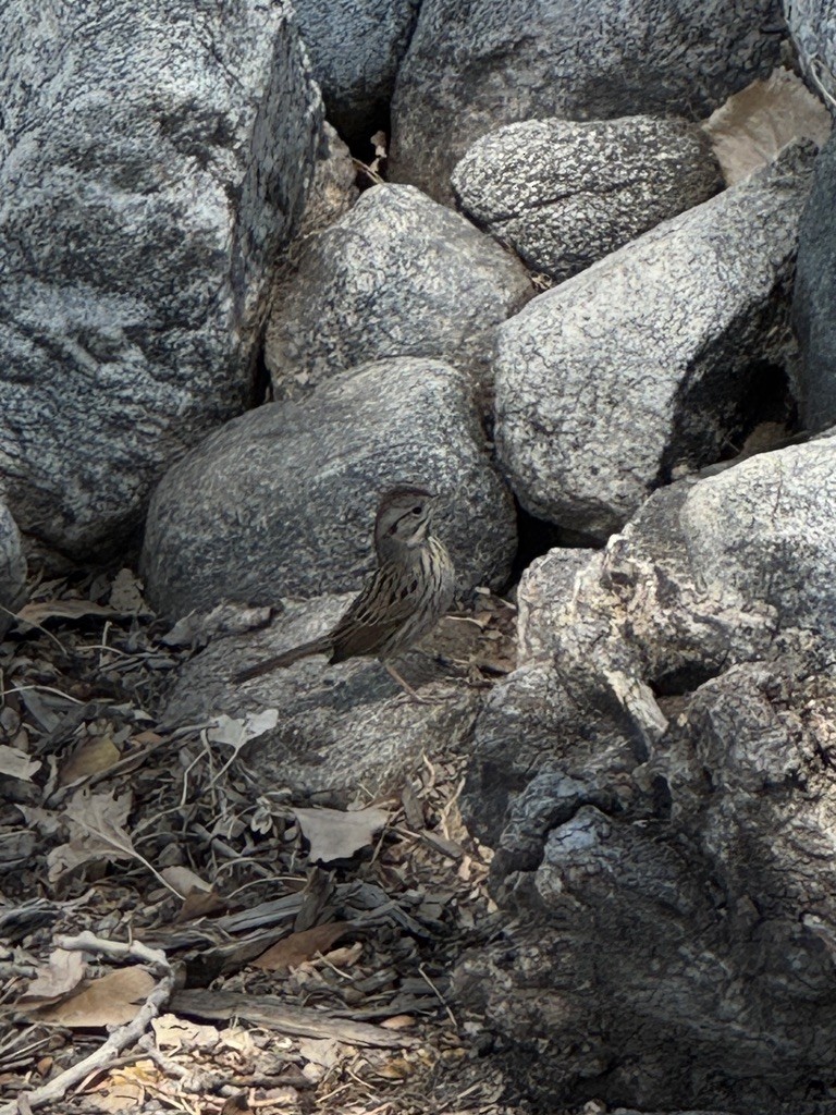Lincoln's Sparrow - ML646338180