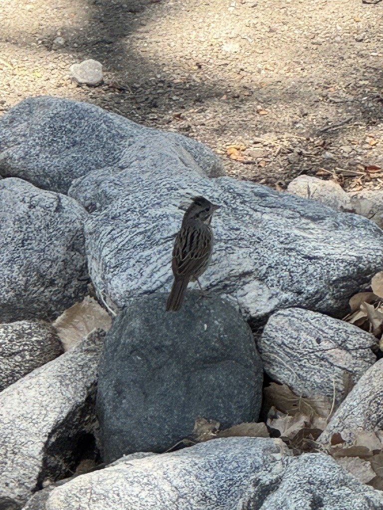 Lincoln's Sparrow - ML646338181