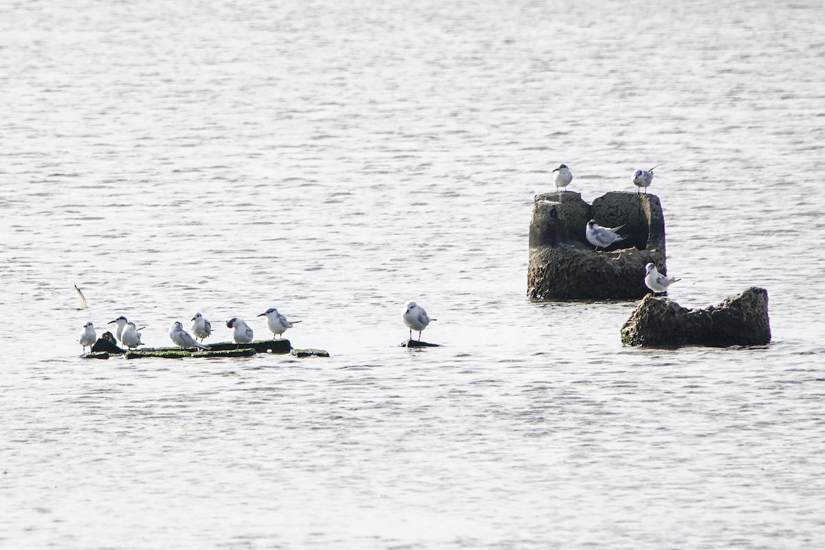 鷗嘴燕鷗 - ML646338183