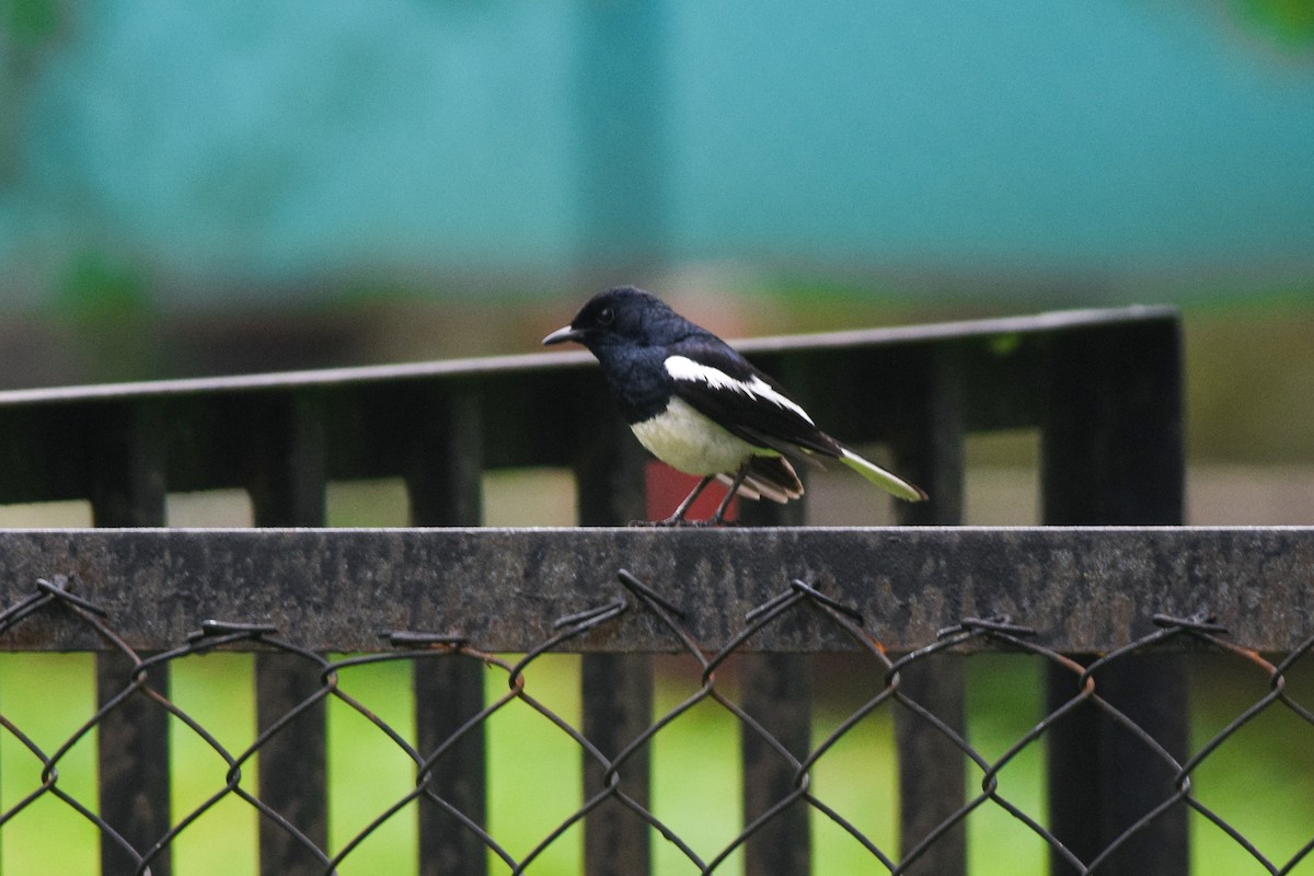 鵲鴝 - ML646338185