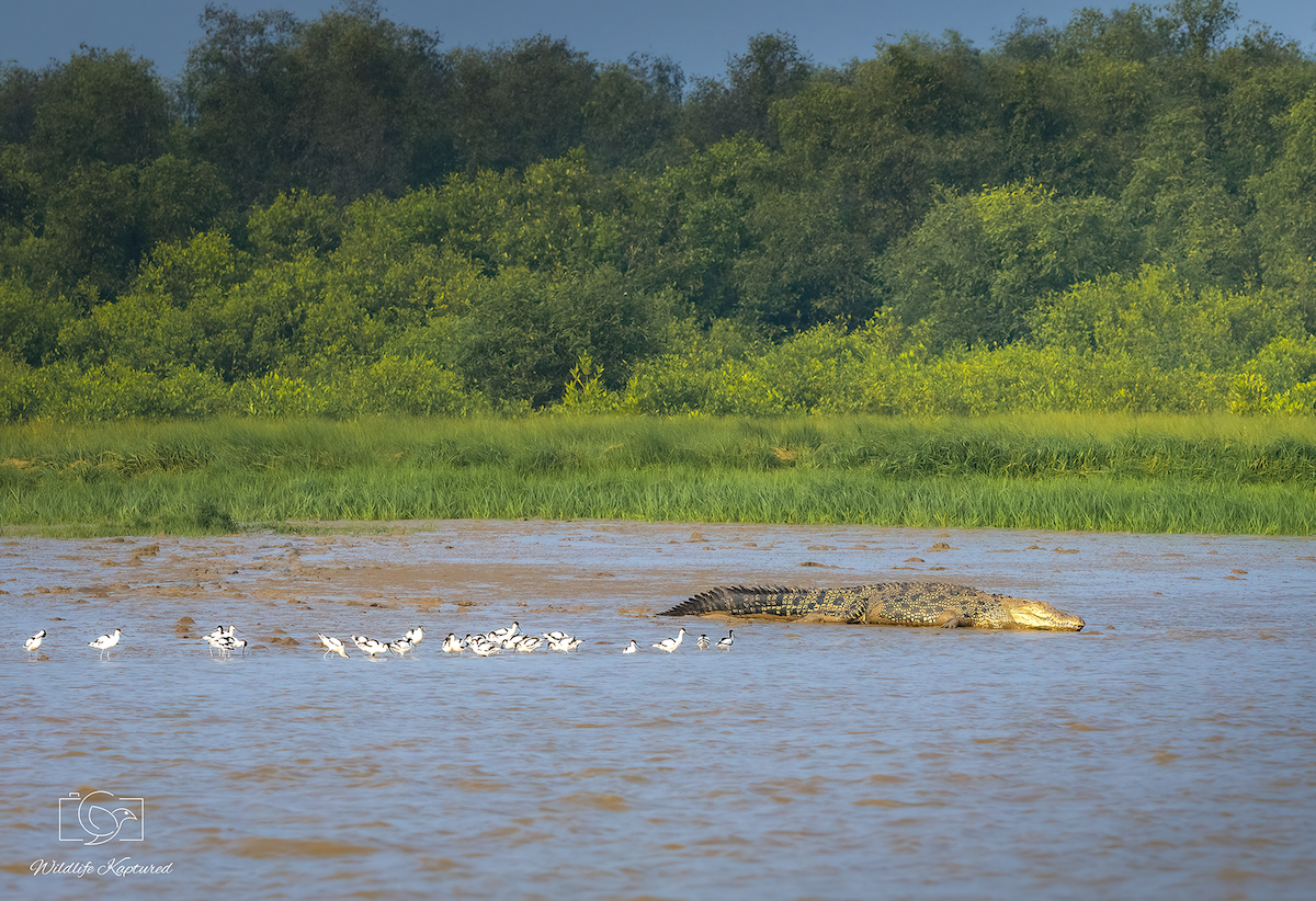 反嘴鴴 - ML646338186