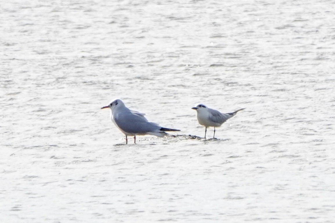 紅嘴鷗 - ML646338187