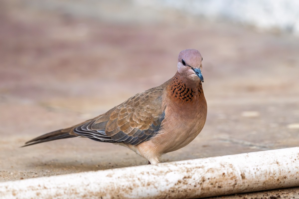 Laughing Dove - ML646338188