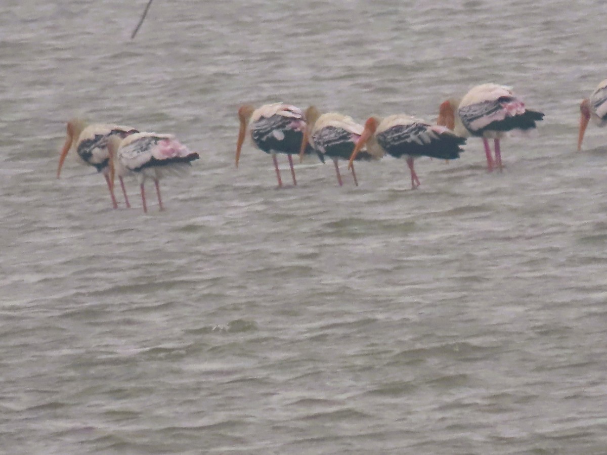 Painted Stork - ML646338189