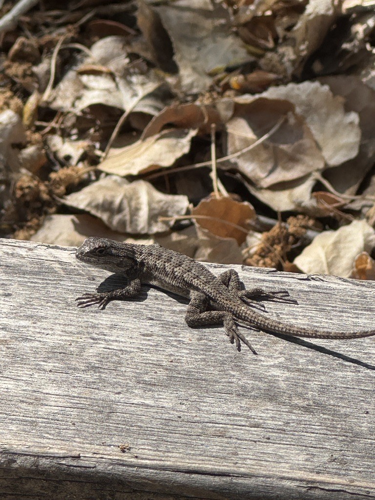 Western Fence Lizard - ML646338190