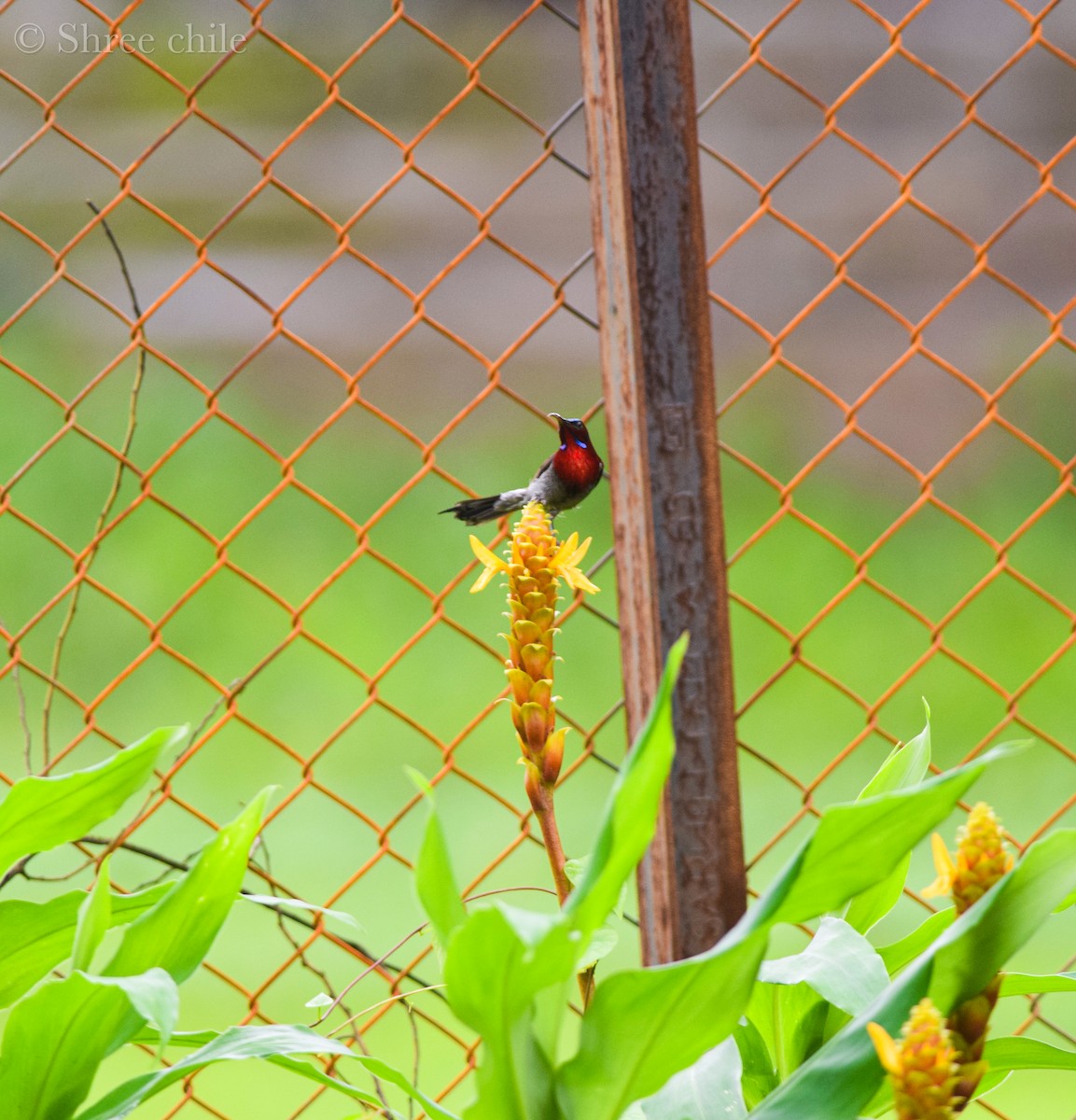 Vigors's Sunbird - ML646338191