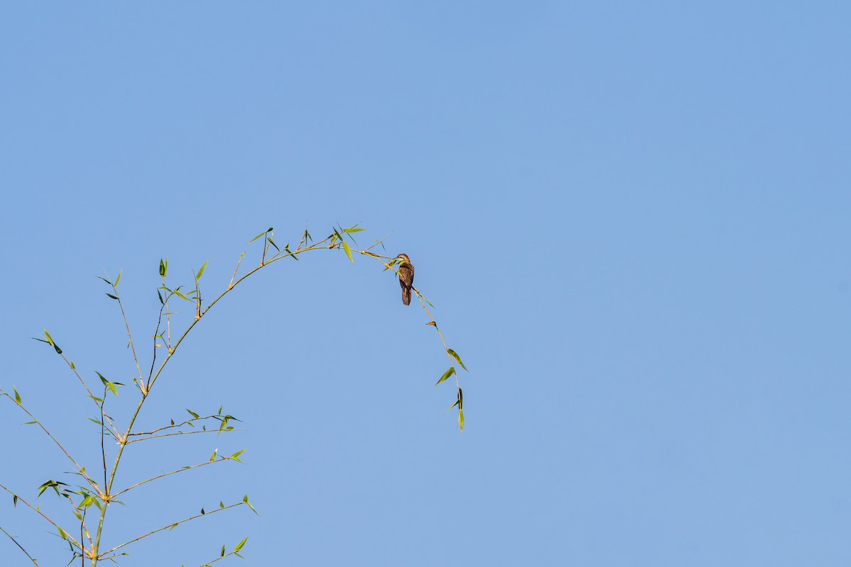 Banded Bay Cuckoo - ML646338192